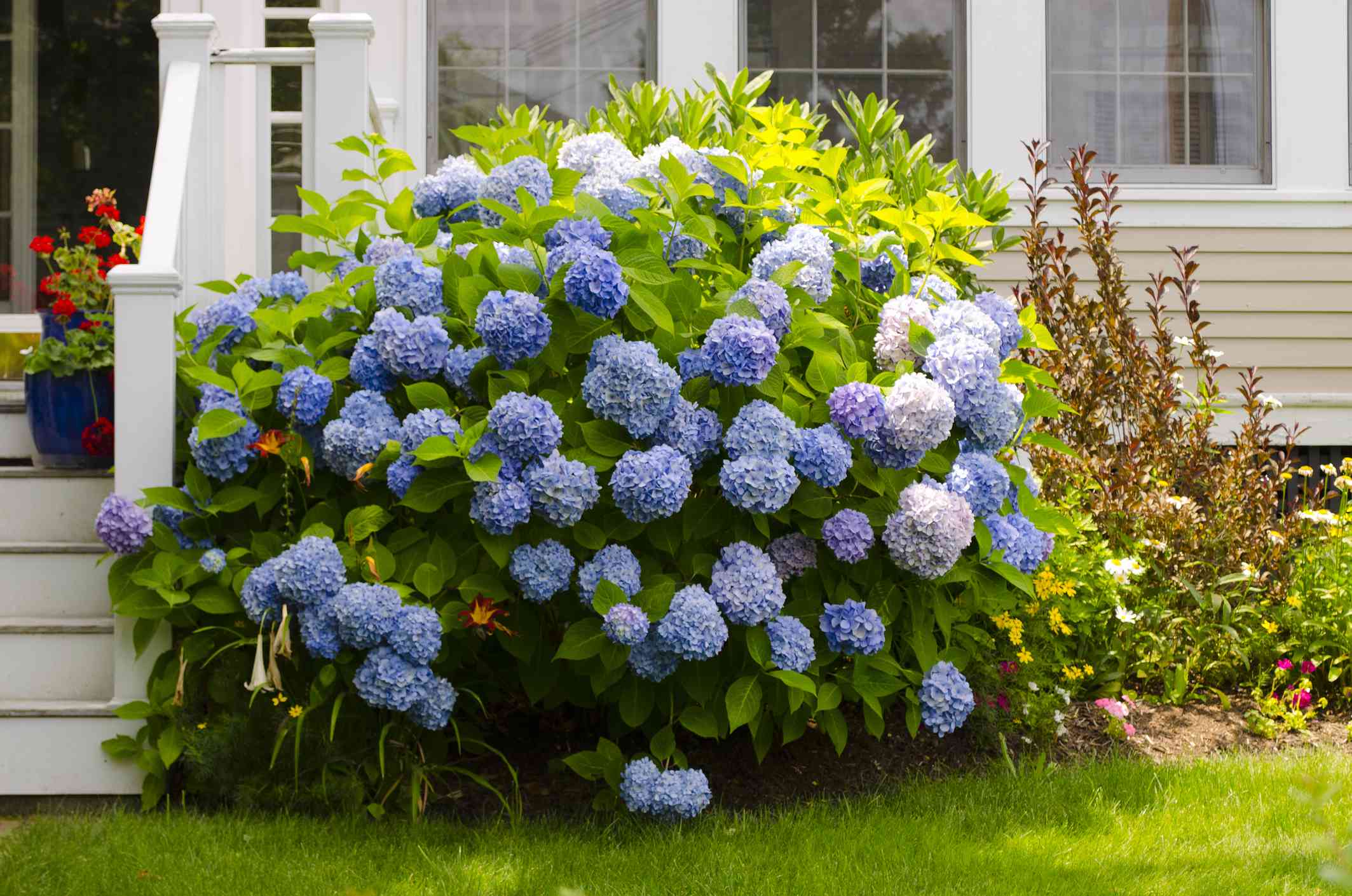 Hydrangea shrub in full bloom with large flower clusters
