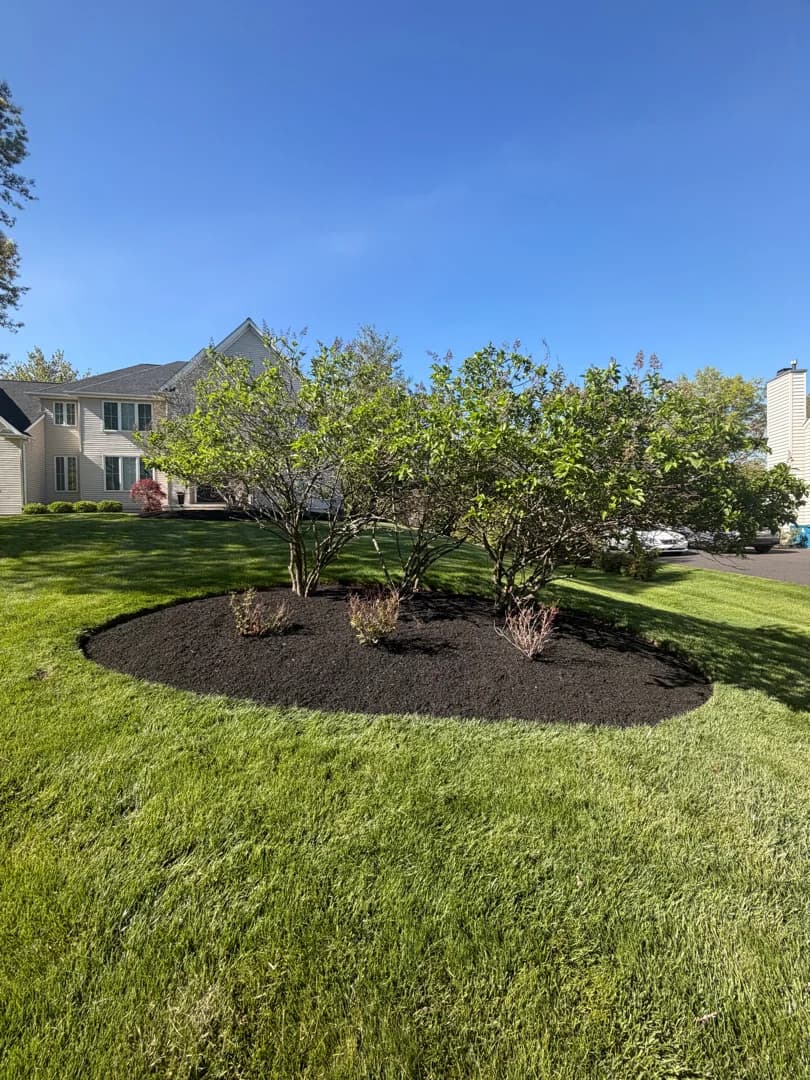 Single circular front-lawn island bed framing mature shrubs with a fresh coat of premium black mulch.
